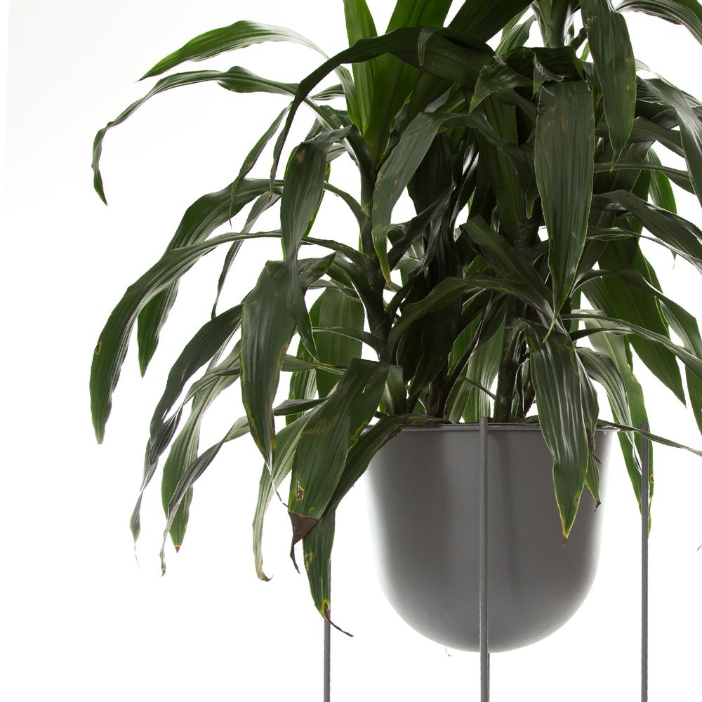 Decorative objects - Oval Large Flower Pot - DESIGN ROOM COLOMBIA