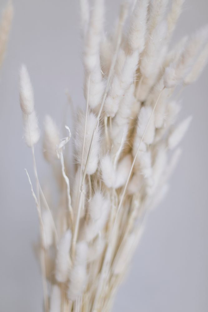 Floral decoration - Lagurus Natural Dried Flower Bouquet AX70125 - ANDREA HOUSE