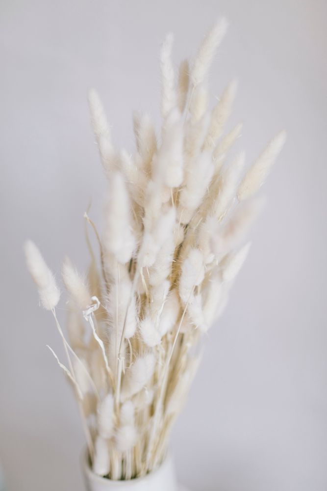 Floral decoration - Lagurus Natural Dried Flower Bouquet AX70125 - ANDREA HOUSE