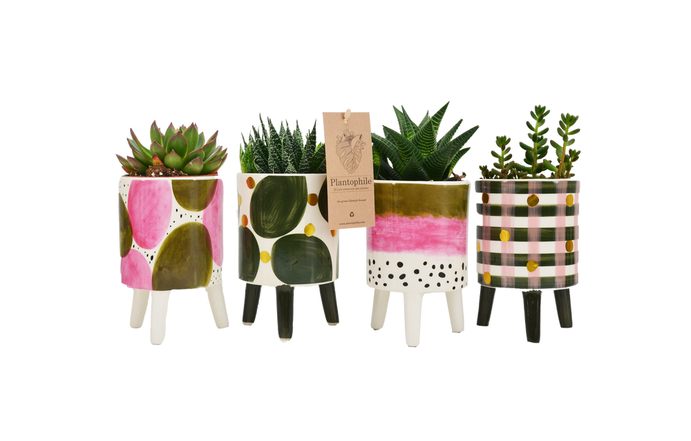 Objets de décoration - Cactus mix pot Elma - small - PLANTOPHILE