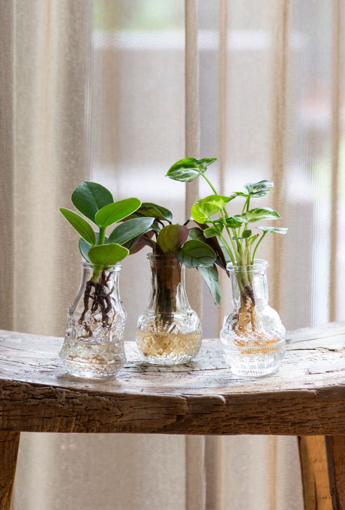 Objets de décoration - Boutures de plantes dans des jolies petites vases - set de 3 pieces - PLANTOPHILE