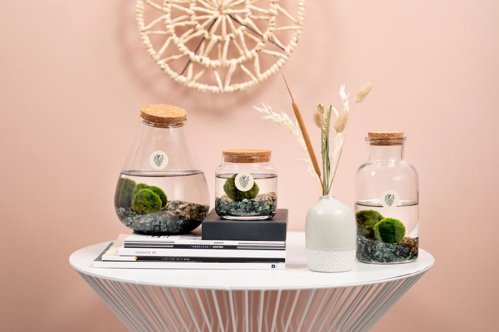 Objets de décoration - Marimo - un produit spécial avec une histoire spéciale - PLANTOPHILE