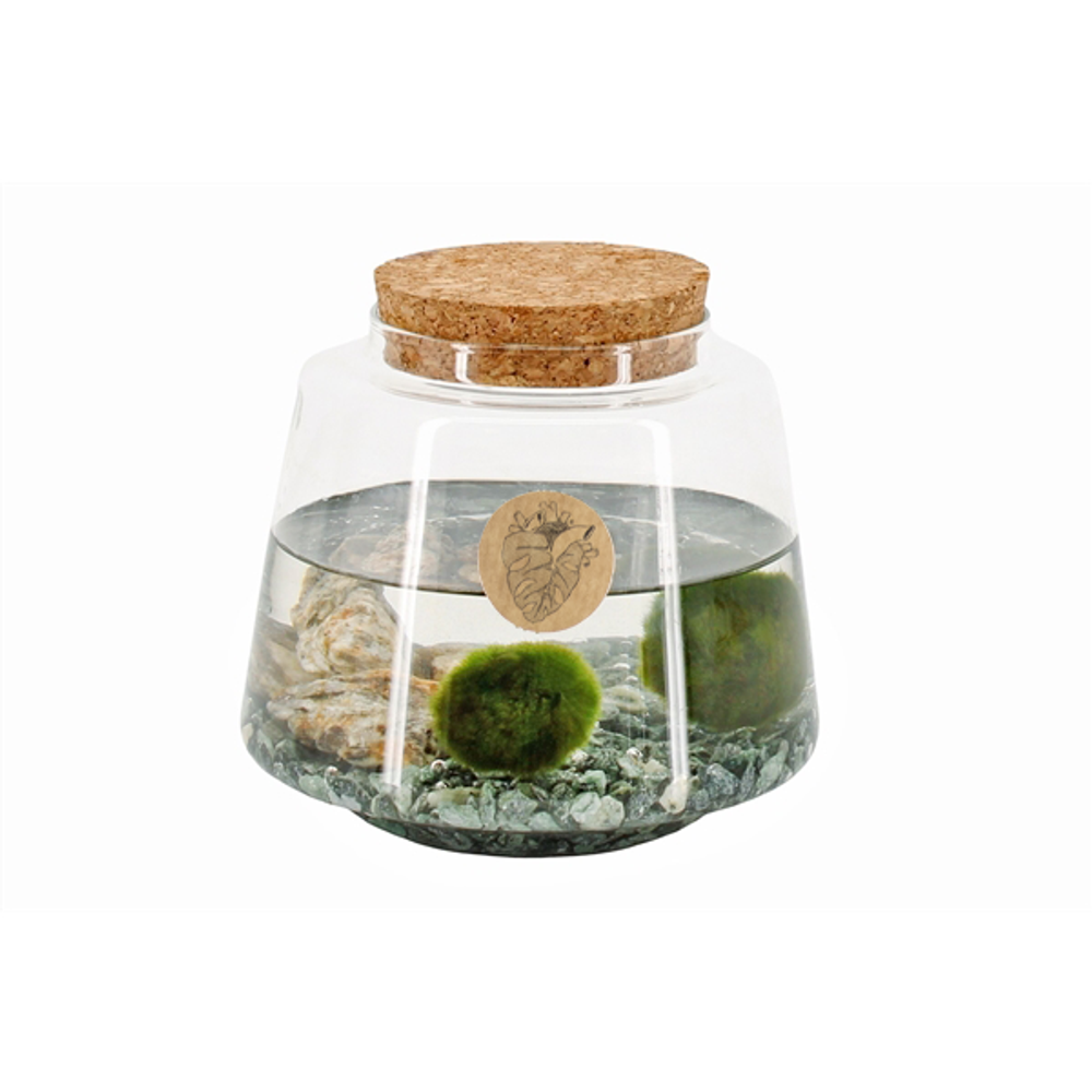 Objets de décoration - Marimo - un produit spécial avec une histoire spéciale - PLANTOPHILE