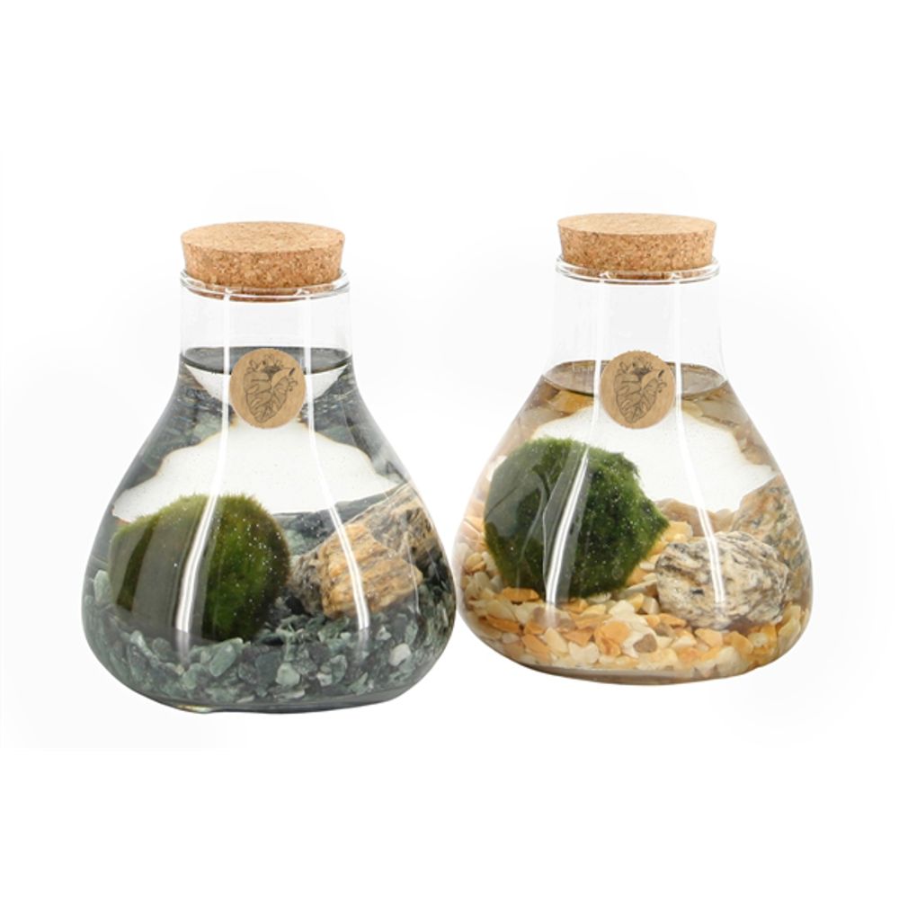 Objets de décoration - Marimo - un produit spécial avec une histoire spéciale - PLANTOPHILE