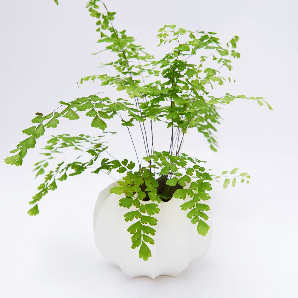 Vases - VAYA I vase biscuit porcelain D=17cm H=9,5cm - YLVAYA DESIGN
