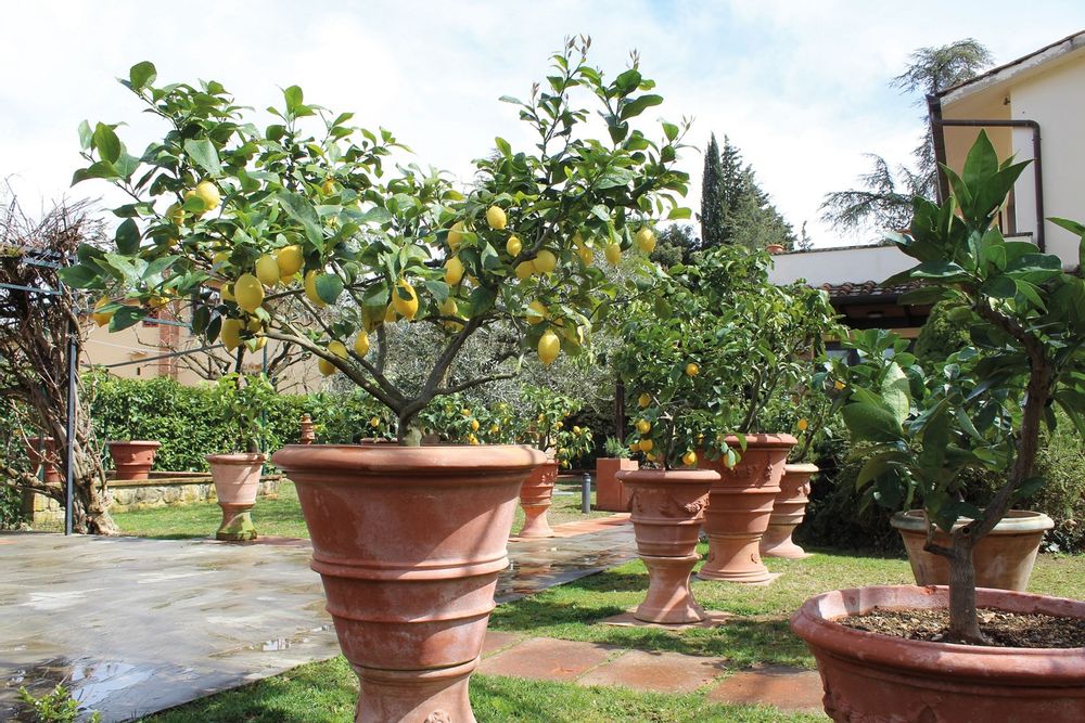 Vases - VASE DECORE - IL FERRONE-COTTO IMPRUNETA