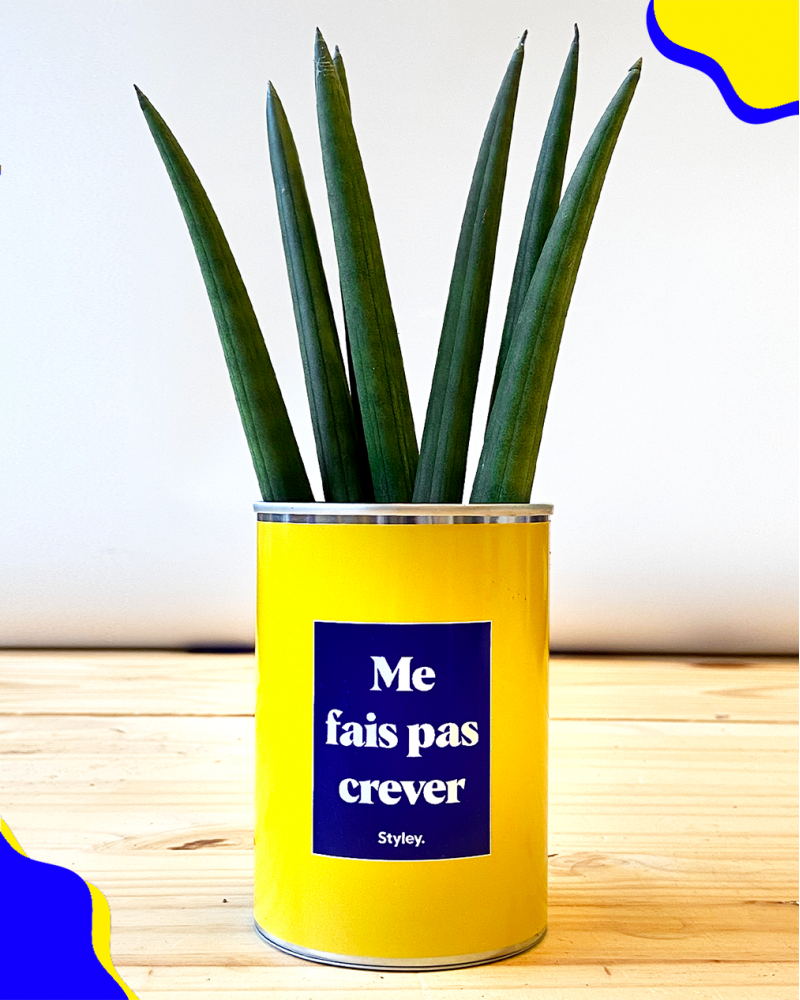 Cadeaux - Me Fais Pas Crever - Cactus - STYLEY