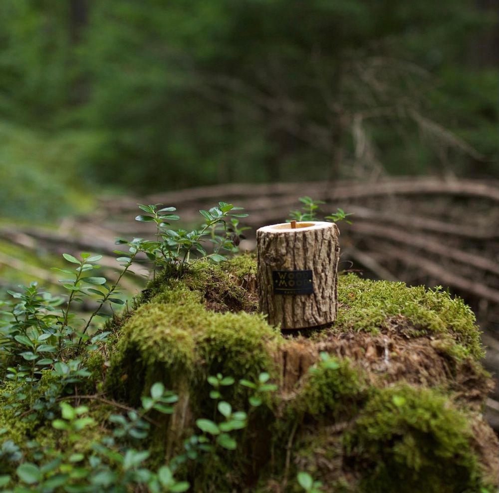 Gifts - ROCKY S | Unique candle made of wood, beeswax and natural oils | Perfect gifting size - WOOD MOOD