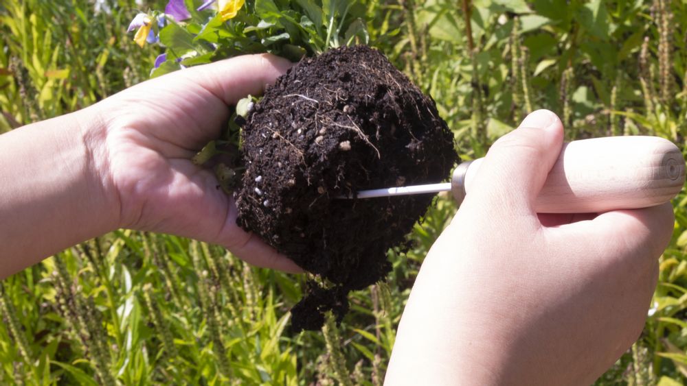 Floral decoration - Les ptites mains "Root pick" - ASANOMOKKOUSHO CO,.LTD