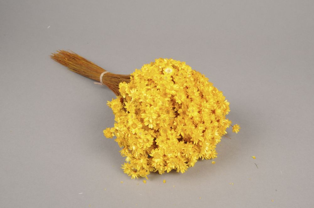 Décorations florales - Glixia séché couleur jaune - LE COMPTOIR.COM