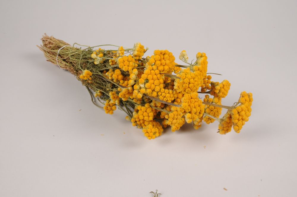 Floral decoration - Lona dried natural yellow H42cm - LE COMPTOIR.COM