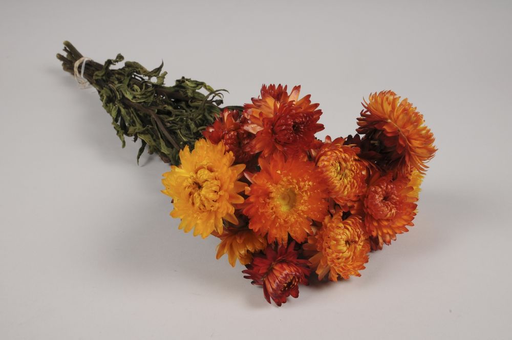 Décorations florales - Immortelle séchée naturelle orange - LE COMPTOIR.COM