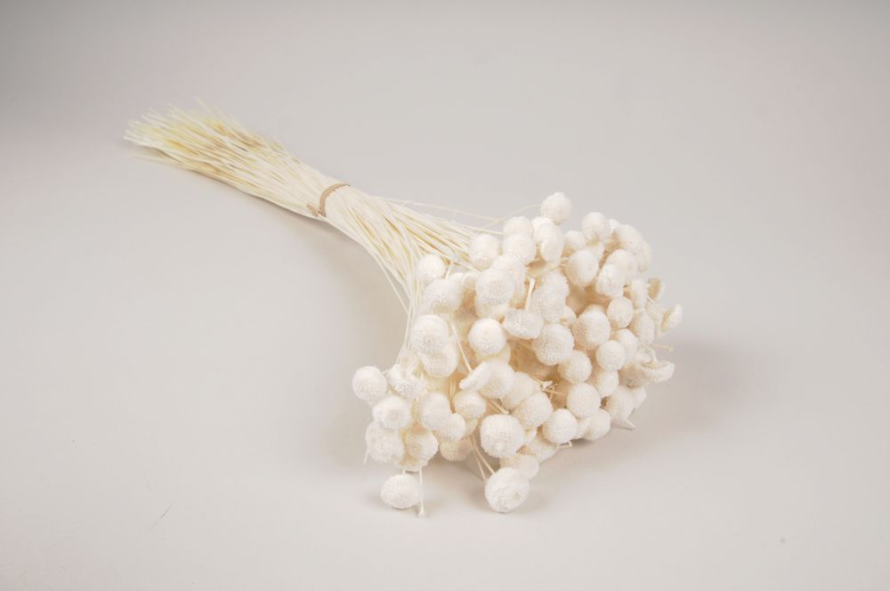 Décorations florales - Botao séché blanc - LE COMPTOIR.COM