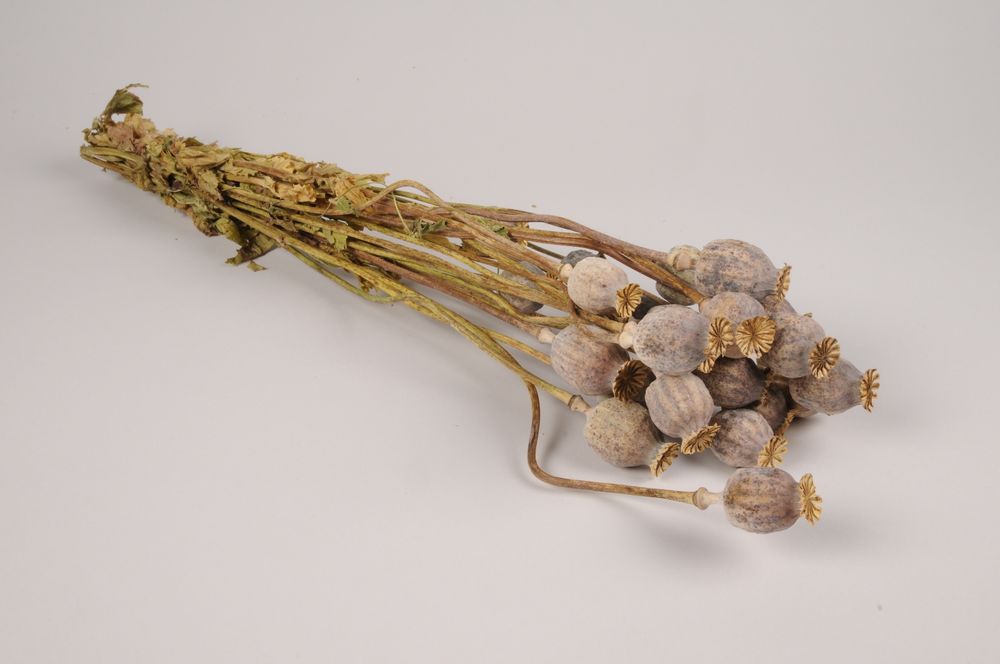 Floral decoration - Natural dried poppy - LE COMPTOIR.COM