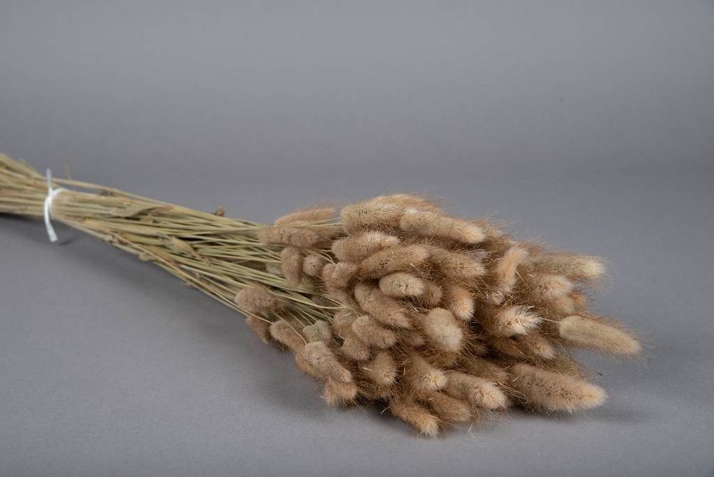 Décorations florales - Lagurus séché naturel hauteur 50cm - LE COMPTOIR.COM