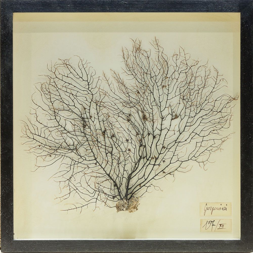 Objets de décoration - La chambre des merveilles - OFFICINA NATURALIS