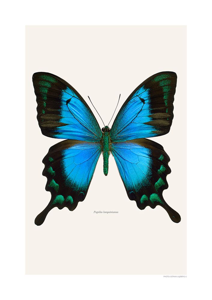 Poster - Butterfly art prints - LILJEBERGS