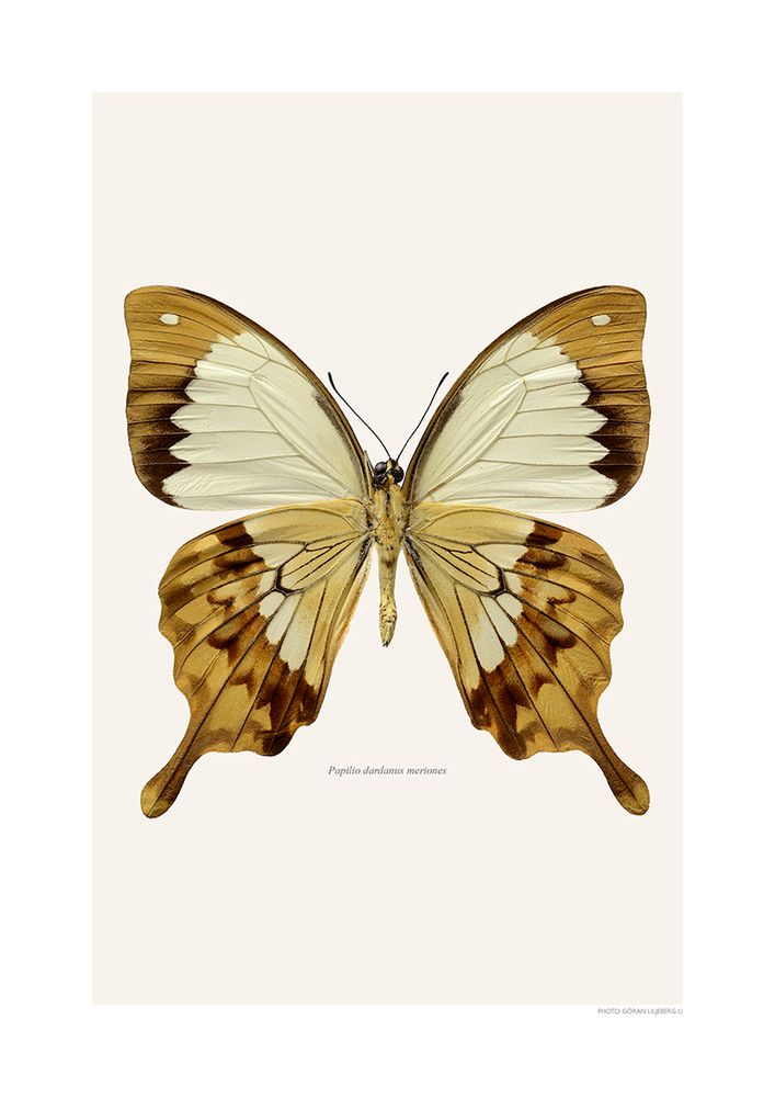 Poster - Butterfly art prints - LILJEBERGS