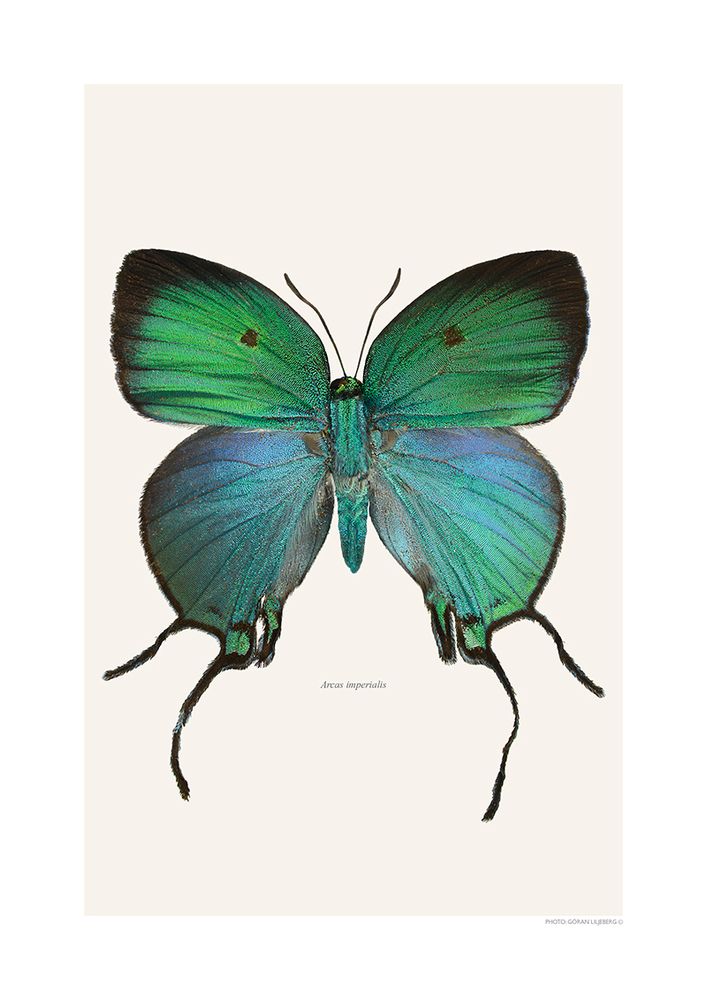 Poster - Butterfly art prints - LILJEBERGS