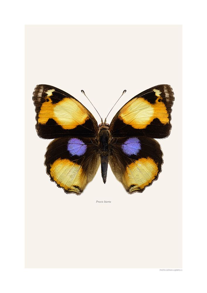 Poster - Butterfly art prints - LILJEBERGS