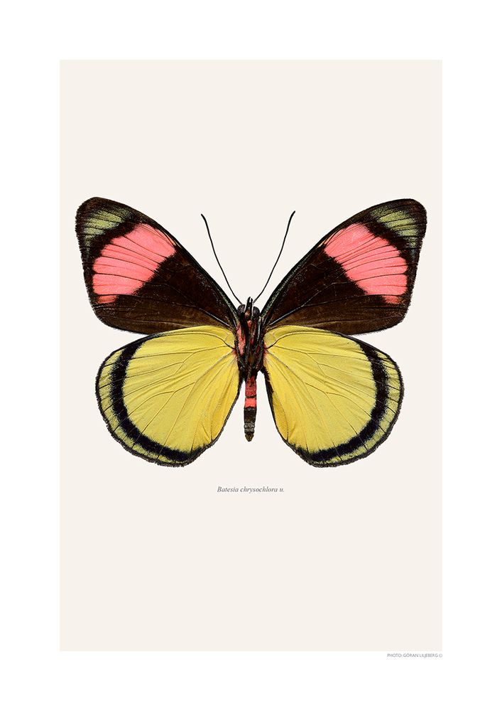 Poster - Butterfly art prints - LILJEBERGS