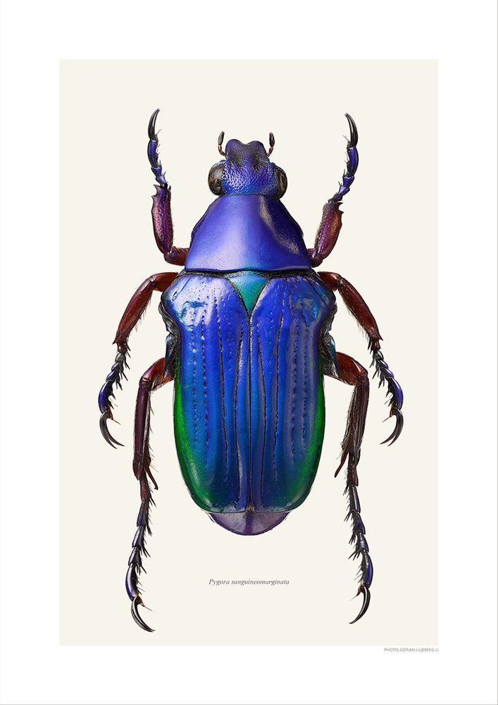Poster - Beetle art prints - LILJEBERGS