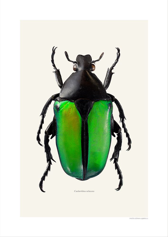 Poster - Beetle art prints - LILJEBERGS