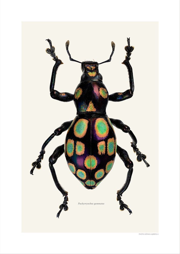 Poster - Beetle art prints - LILJEBERGS