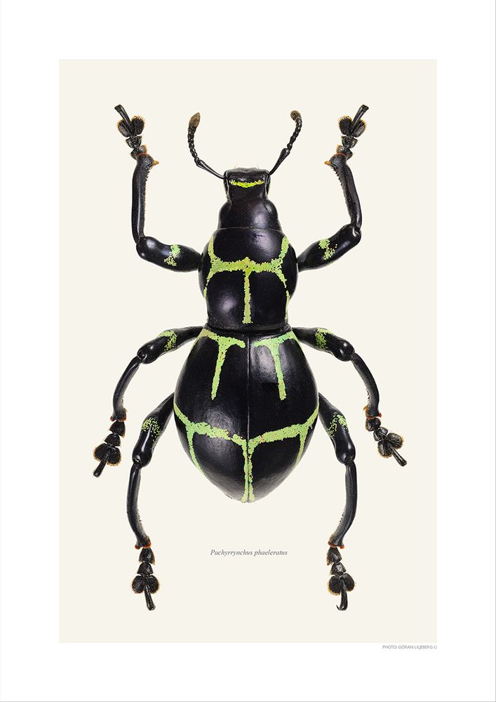 Poster - Beetle art prints - LILJEBERGS