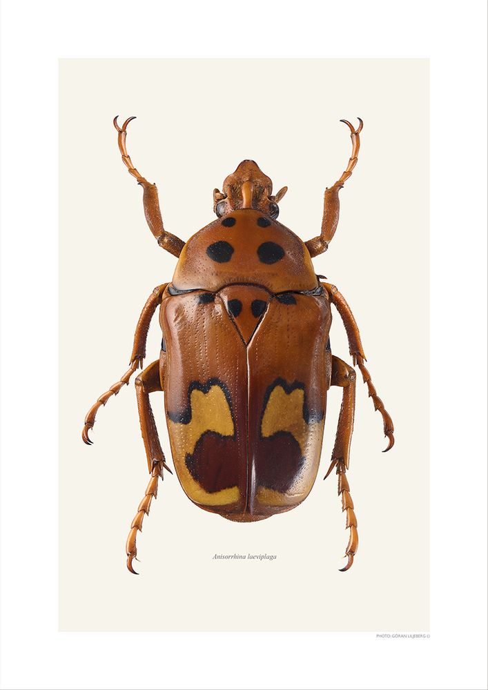 Poster - Beetle art prints - LILJEBERGS