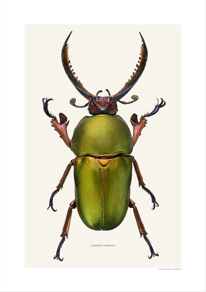 Poster - Beetle art prints - LILJEBERGS