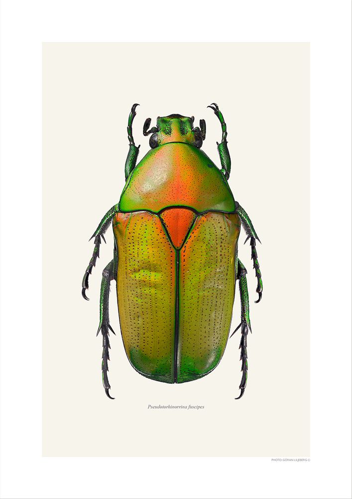 Poster - Beetle art prints - LILJEBERGS
