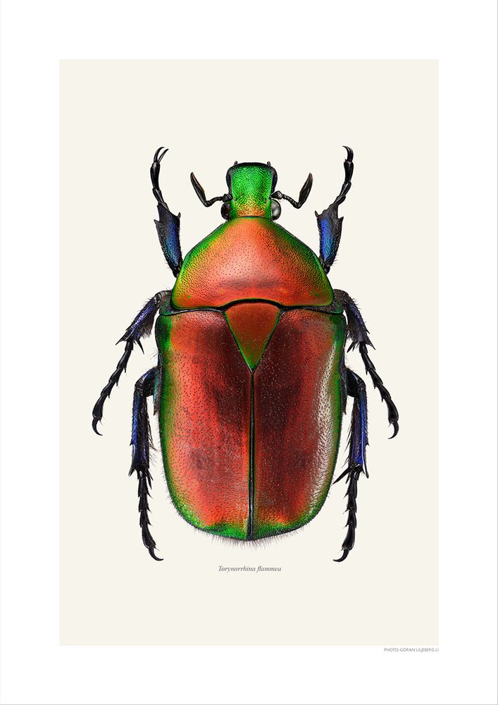 Poster - Beetle art prints - LILJEBERGS