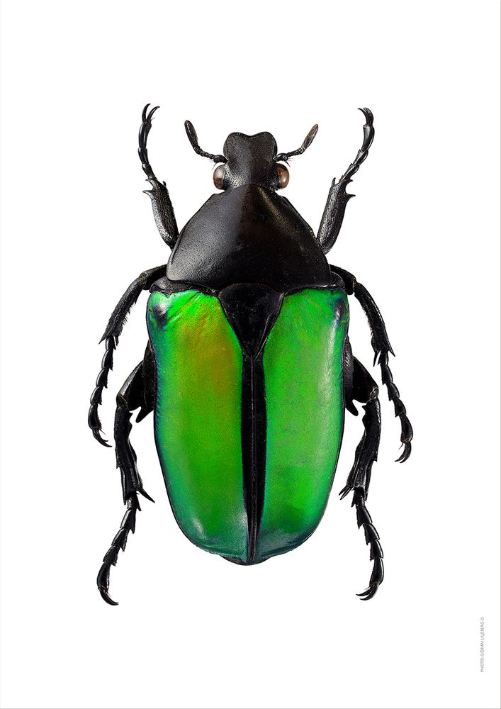 Poster - Beetle art prints - LILJEBERGS