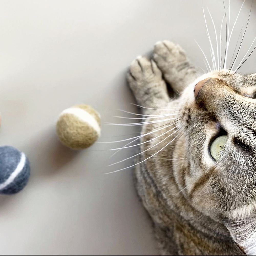 Pet accessories - PLAY BALL SET OF 3 - MISHUM