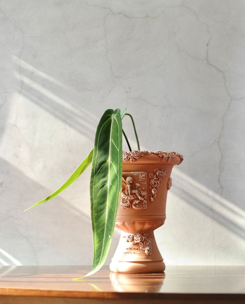 Pottery - Agave Venus, flower pot, handmade terracotta. - ATRIUM DESIGN STUDIO