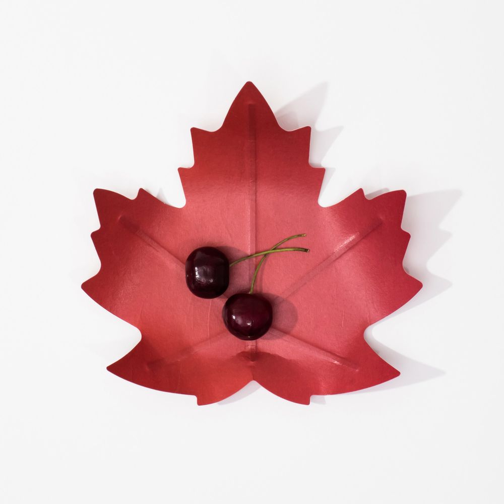 Trays - Flexible Hanji Paper Tray - Maple leaf - KHJ STUDIO