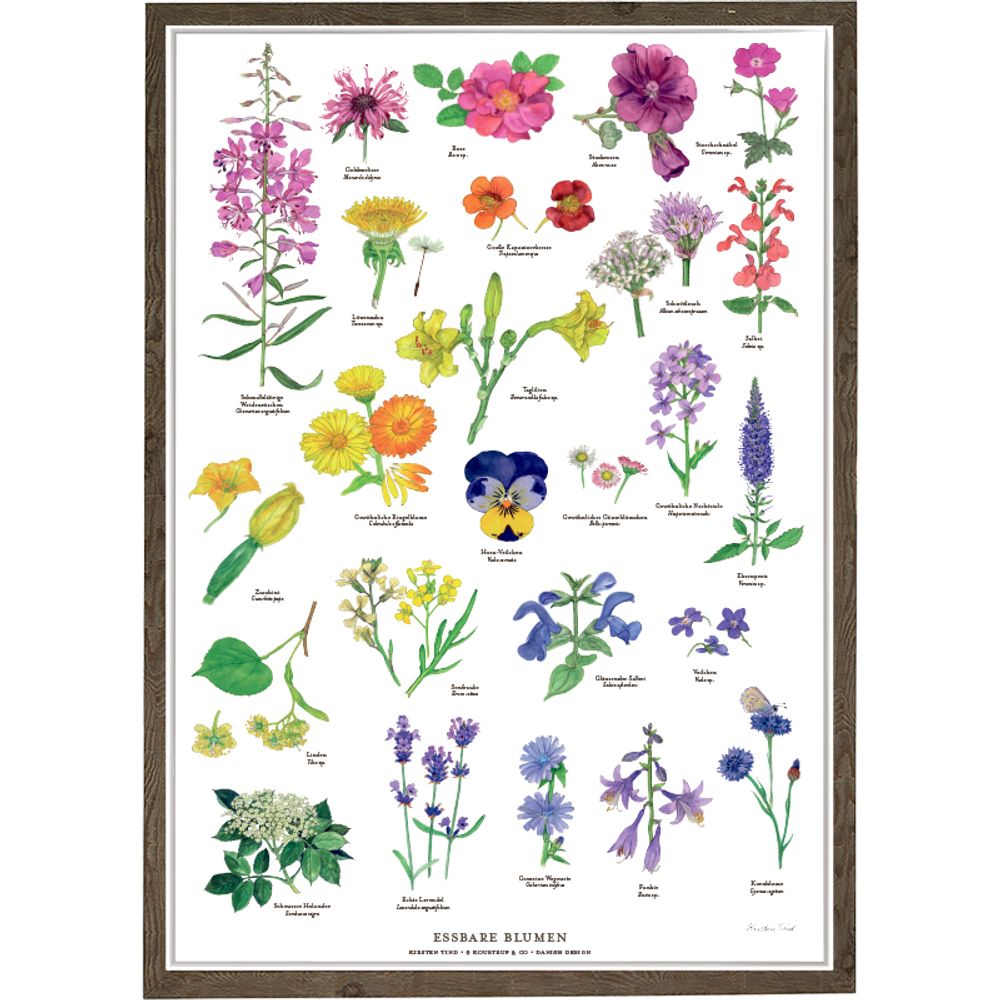Other wall decoration - EDIBLE FLOWERS- poster in different sizes - KOUSTRUP & CO