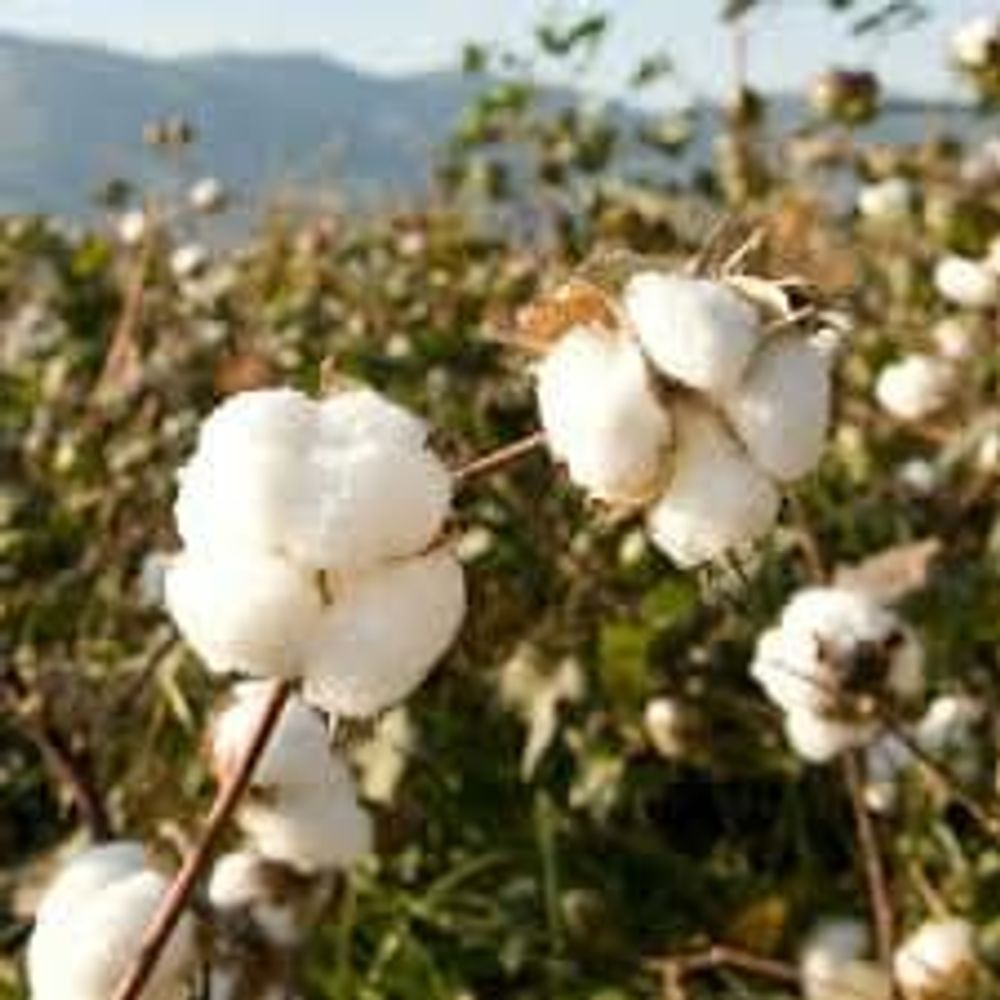 Coussins textile - Plaid THONGSA BLANC - BHUTAN TEXTILES