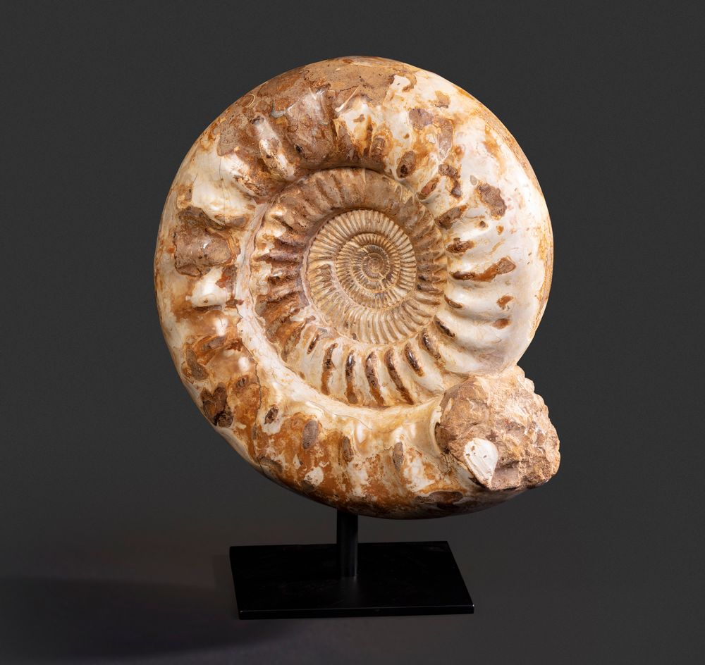 Objets de décoration - Fossiles d'Ammonite sur socle, cabinet de curiosités - METAMORPHOSES