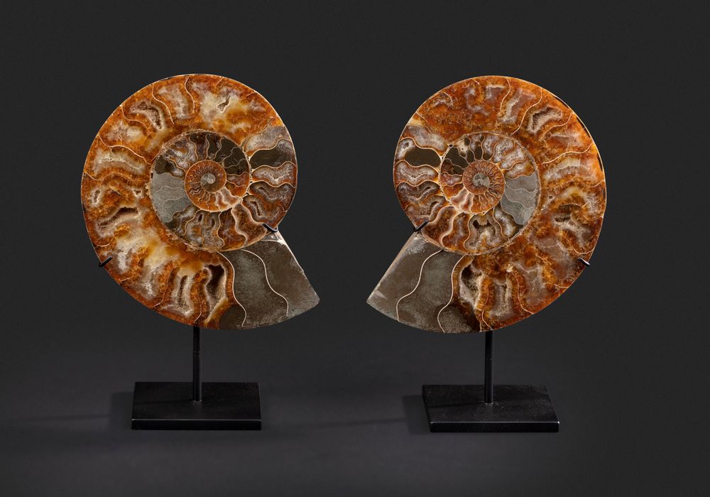 Objets de décoration - Fossiles d'Ammonite sur socle, cabinet de curiosités - METAMORPHOSES