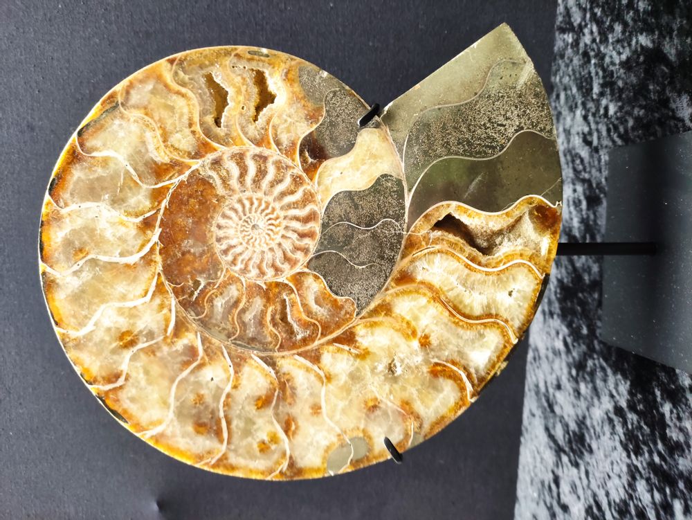 Objets de décoration - Fossiles d'Ammonite sur socle, cabinet de curiosités - METAMORPHOSES