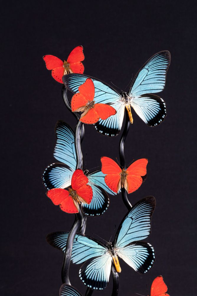 Objets de décoration - ENVOLÉE DE PAPILIO ZALMOXIS ET CYMOTHOE SANGARIS, cabinet de curiosités - METAMORPHOSES