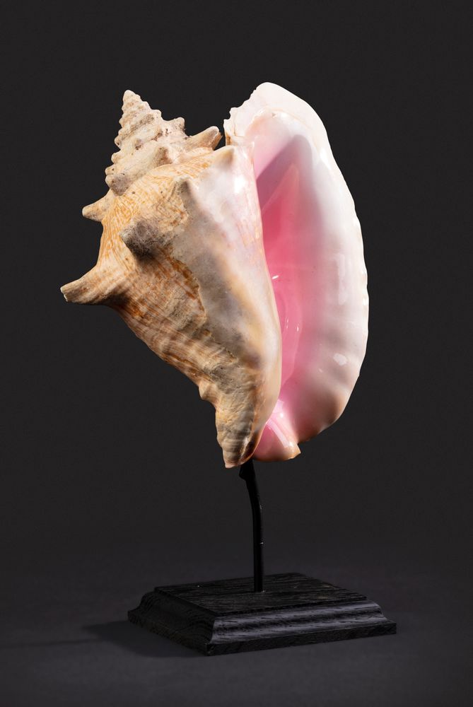 Decorative objects - Shells on a base, cabinet of curiosities - METAMORPHOSES