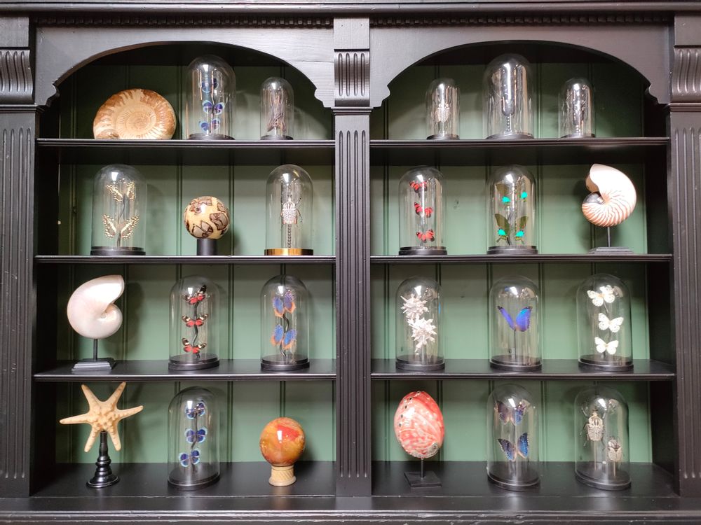 Objets de décoration - Globes entomologiques, papillons et cabinet de curiosités - METAMORPHOSES