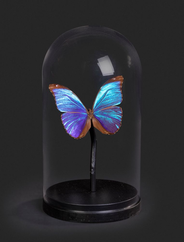Objets de décoration - Globes entomologiques, papillons et cabinet de curiosités - METAMORPHOSES
