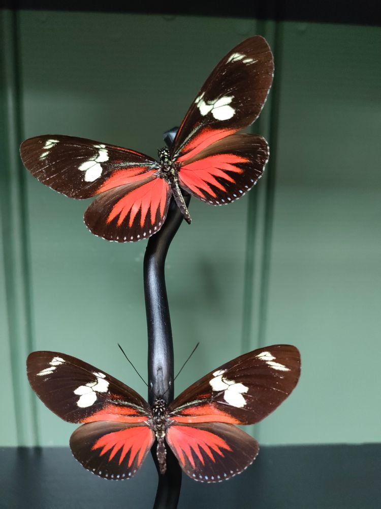 Objets de décoration - Globes entomologiques, papillons et cabinet de curiosités - METAMORPHOSES