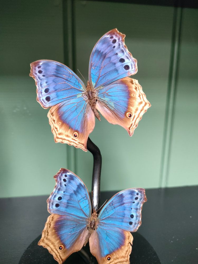 Objets de décoration - Globes entomologiques, papillons et cabinet de curiosités - METAMORPHOSES