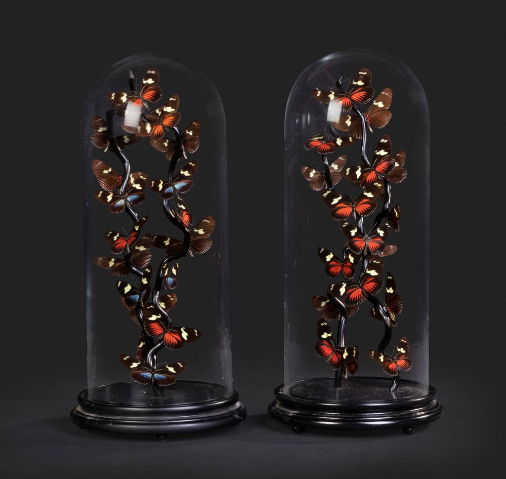 Objets de décoration - Globes entomologiques, papillons et cabinet de curiosités - METAMORPHOSES