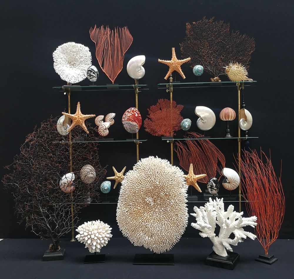 Objets de décoration - Objets de décoration et cabinet de curiosité - METAMORPHOSES